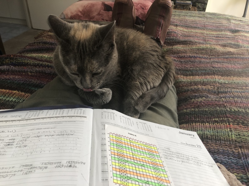 Viewing foster cat today