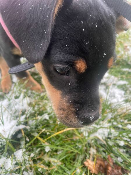 Puppy Survival Thread - as we approach Fireworks night for the first time…