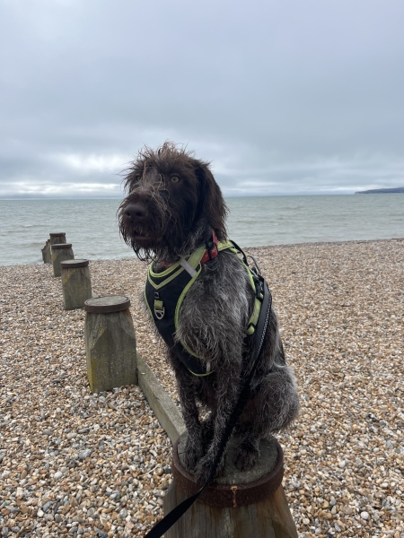 Weimaraners, Vizslas, Pointers and GSPs