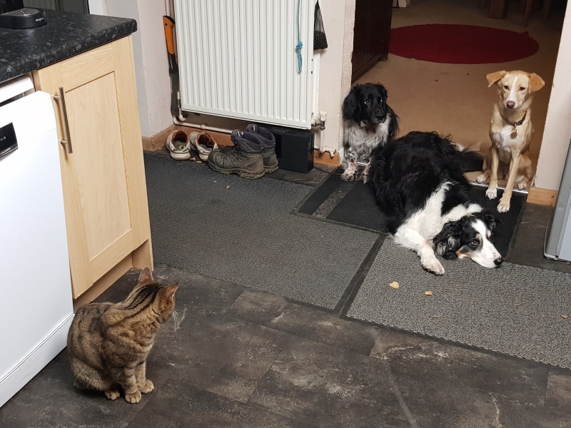 Thug cat part 5 - For he will not do destruction, if he is well-fed, neither will he spit without provocation.