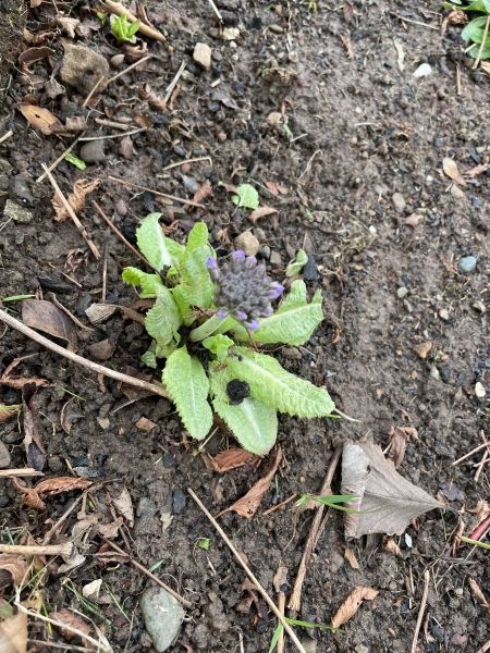 Help a gardening newbie 😅 weed or not?