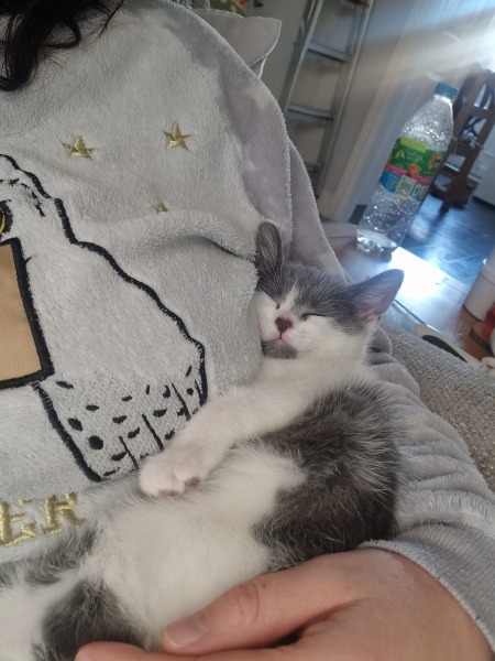 Kitten will only sleep on me...