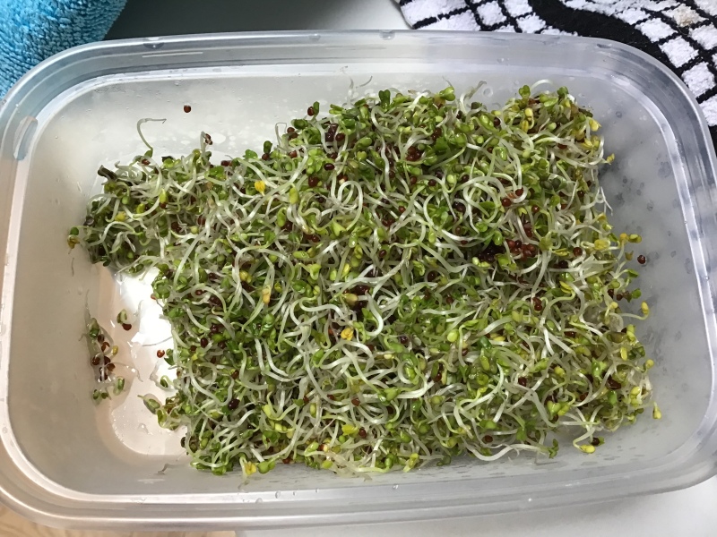 Any seed sprout ears out there?
