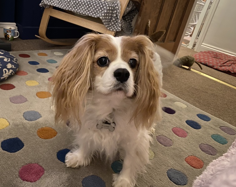 Anyone got a Shih Tzu?