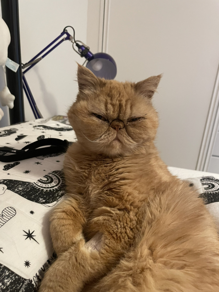 AIBU to think my cat could have written a nicer message in my Mother's Day card?
