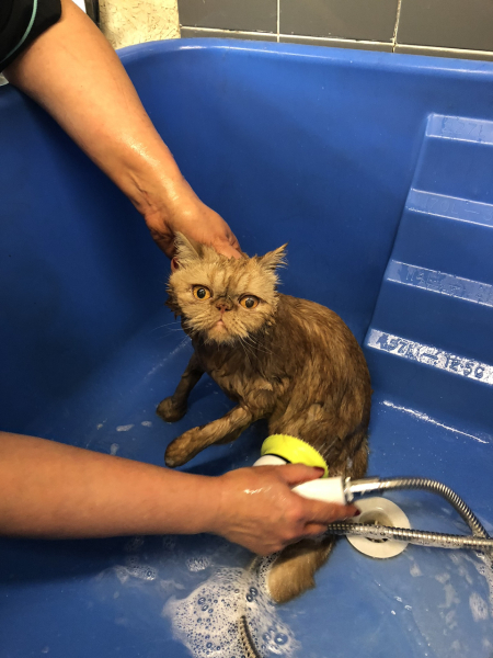 Smelly rescue cat - what to do