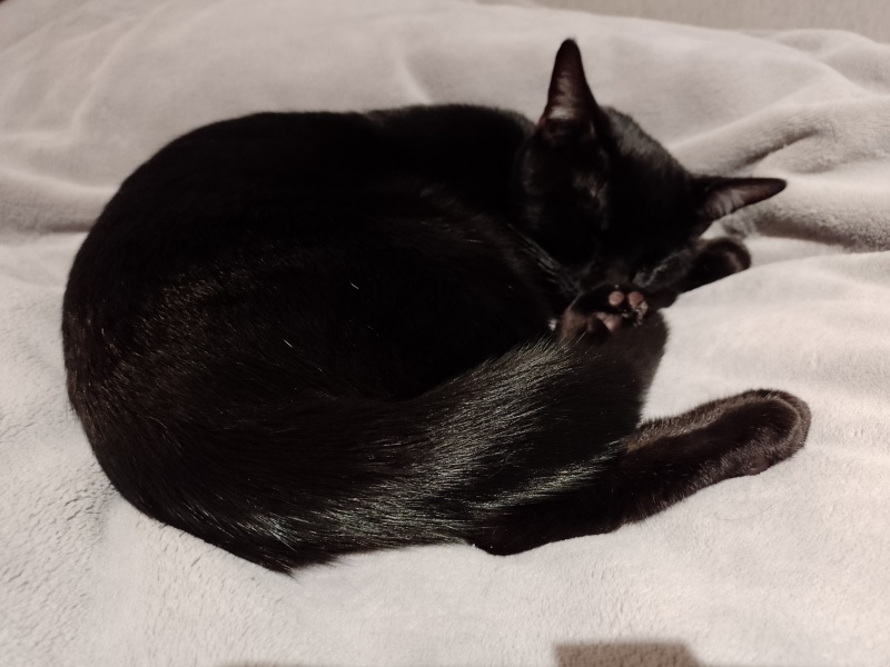 to think your tail is your own responsibility