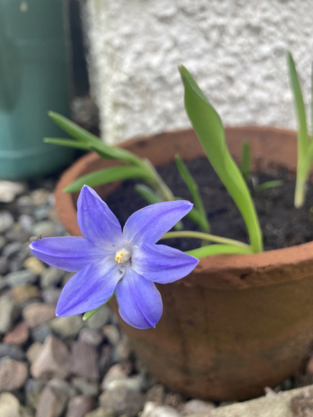 Squill, Chionodoxa?