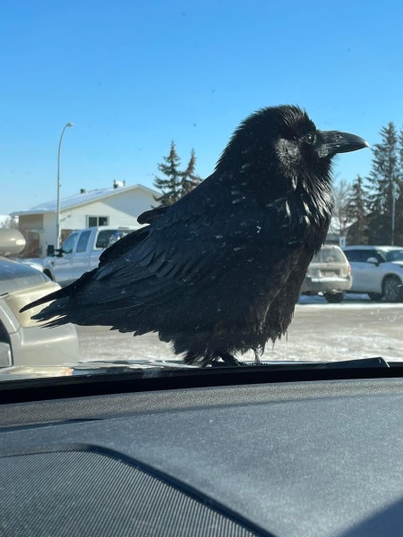 A question about Corvids