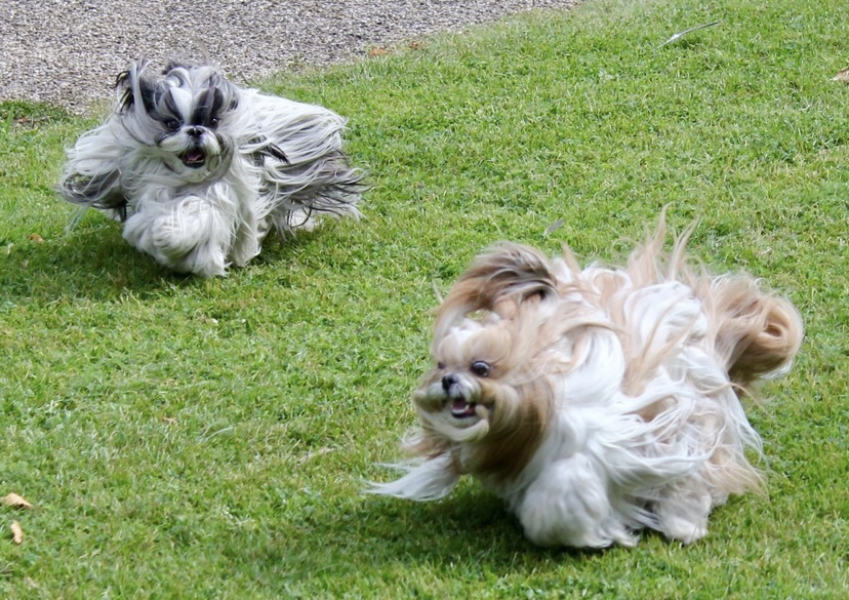 Anyone got a Shih Tzu?