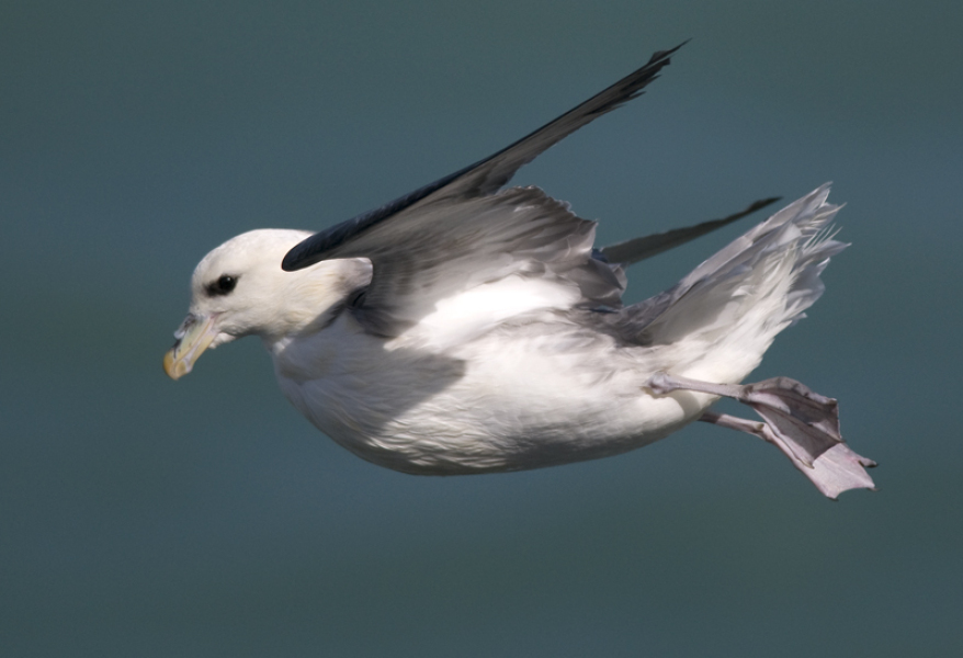 A question about Corvids