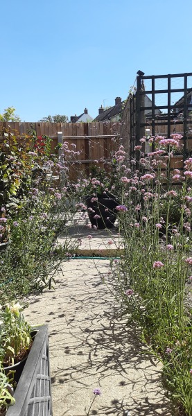 Any signs of life from your Verbena Bonariensis?