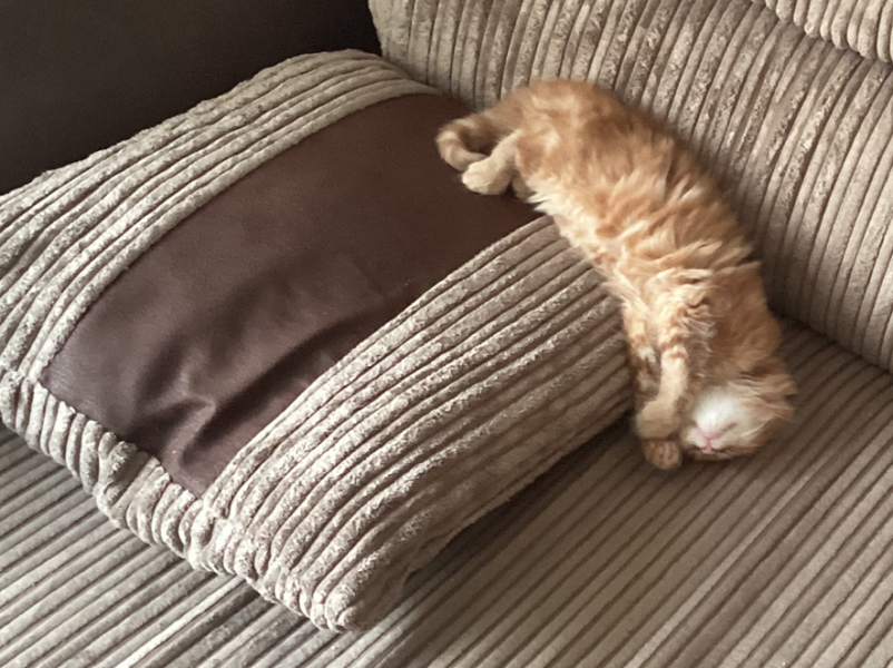 Help name my new kitten