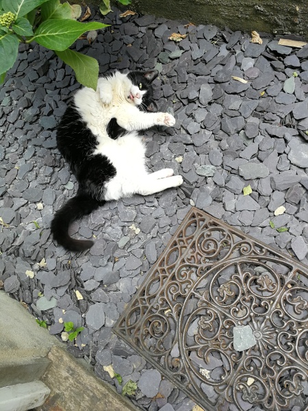 When will I know I'm ready for a new cat?