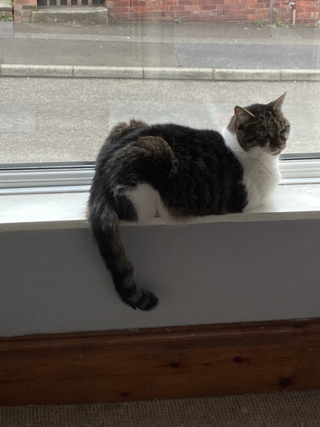 Cats banned from going outside in Australia, could it happen here?