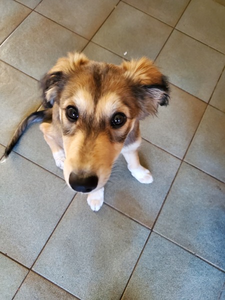 Puppy Survival Thread - as we approach Fireworks night for the first time…