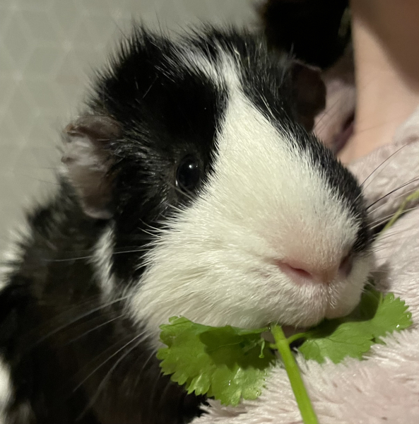 A genuine Guinea pig thread!!! 