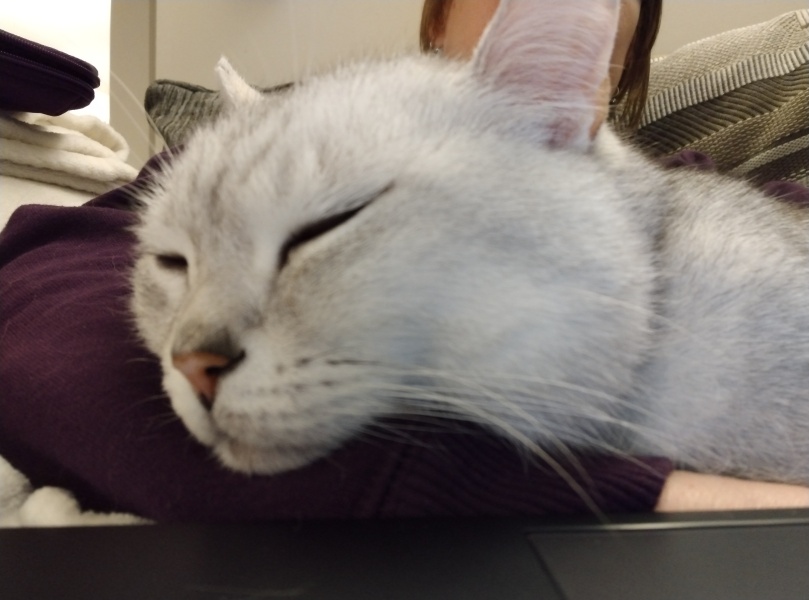 Fat Cat FINALLY Losing Weight Yay!