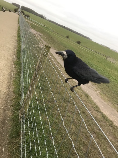 A question about Corvids