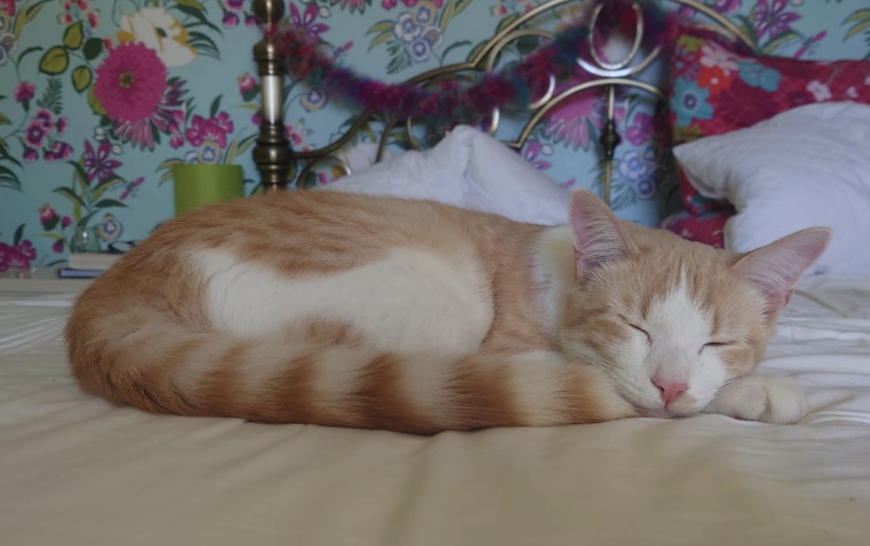 What has your experience of ginger  cats been ? 