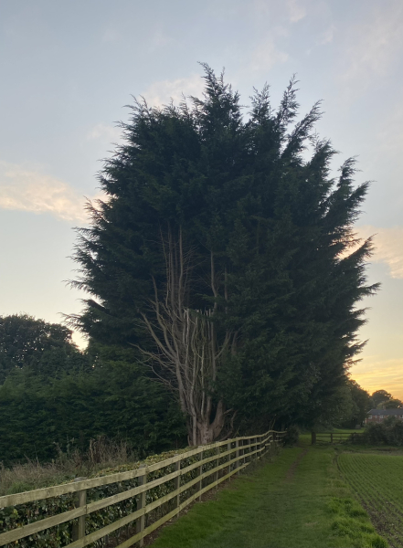 Cutting back Conifers