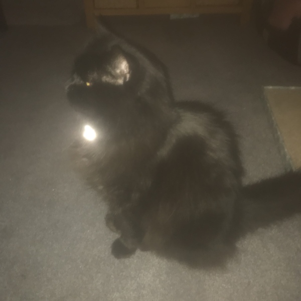 Cats used to be worshiped as Gods...