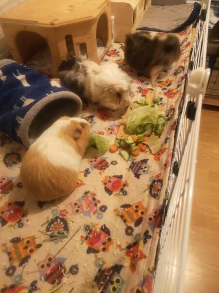 A genuine Guinea pig thread!!! 