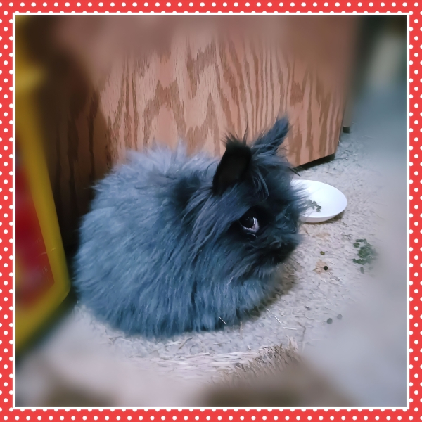 House rabbits