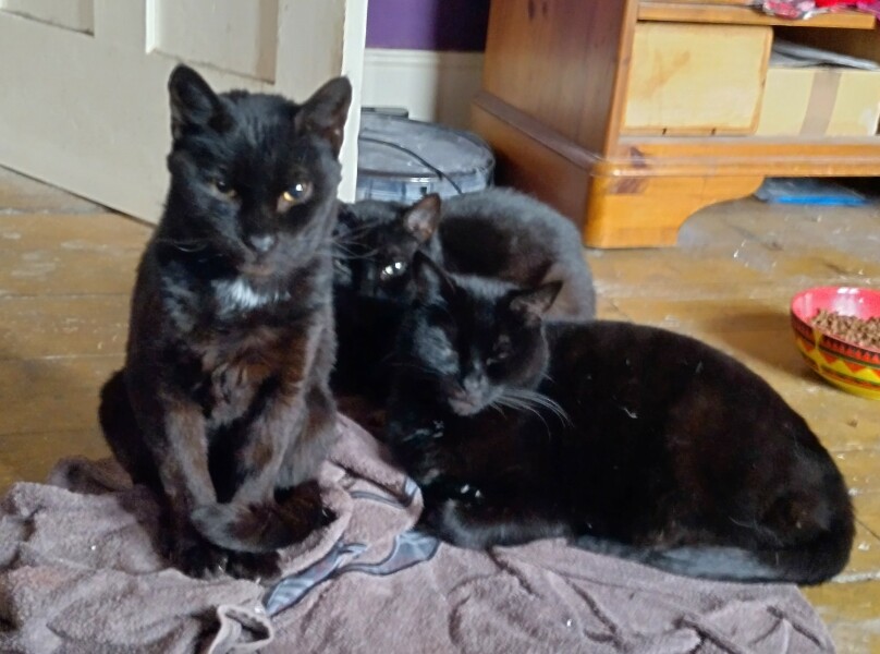 Hundreds of cats, thousands of cats, millions and billions and trillions of cats