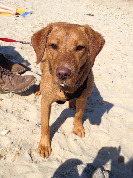 Tell me everything I need to know about Labradors please!
