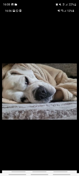 Put me off getting a boxer puppy! 