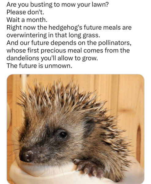 Helping Hedgehogs