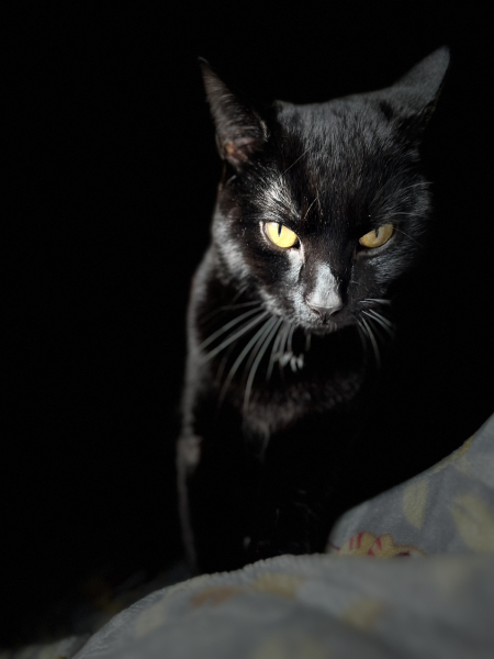 Cats used to be worshiped as Gods...