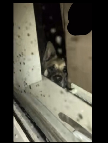 Animal neglect & Cruelty
