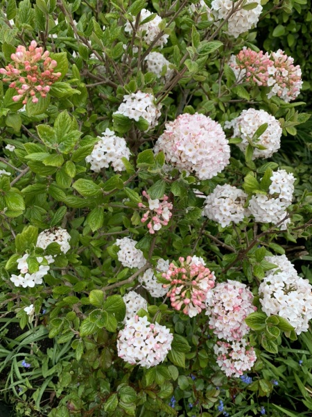 What is this divine smelling shrub?