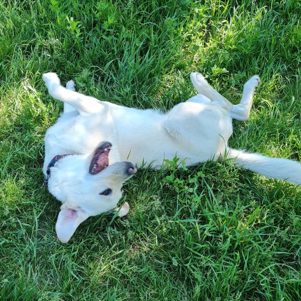 Tell me everything I need to know about Labradors please!