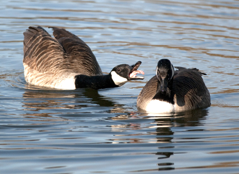 A question about Corvids