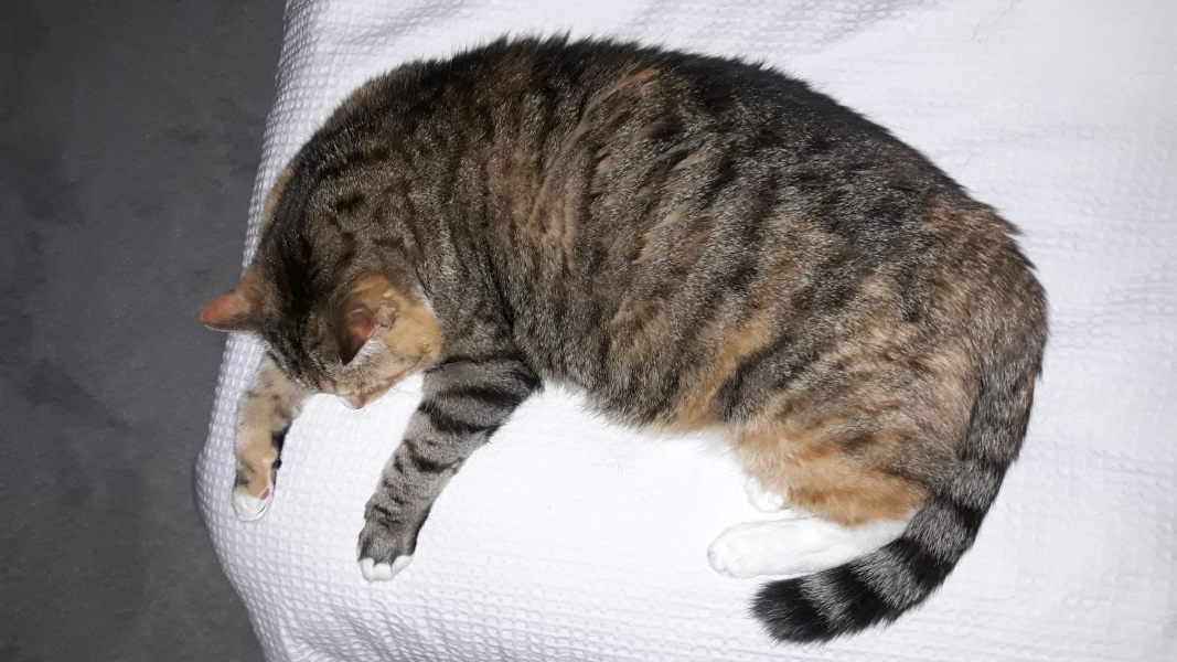Cats used to be worshiped as Gods...
