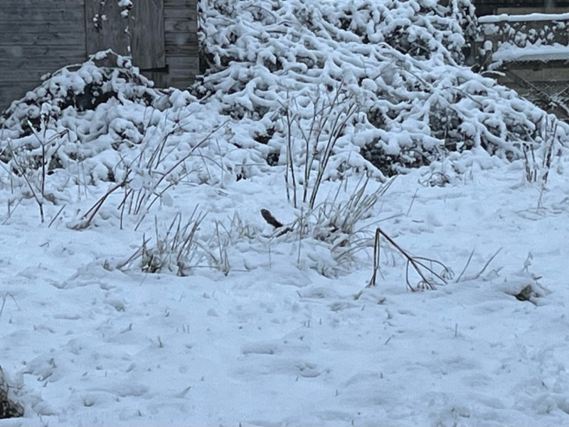 Snow Day!!!