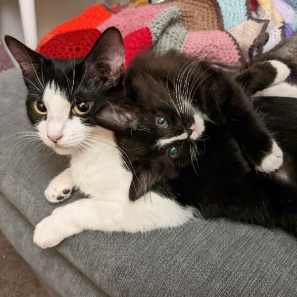 Viewing foster cat today