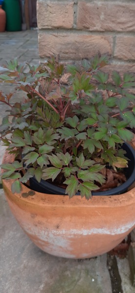 Tree Peony