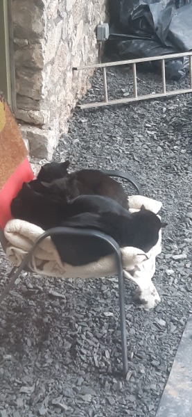 How many black cats...