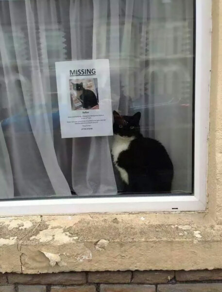Am I the only person who does not assume a cat is lost if I see one in my garden?