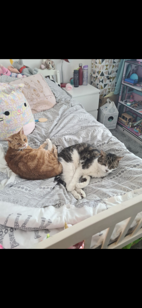 How many black cats...