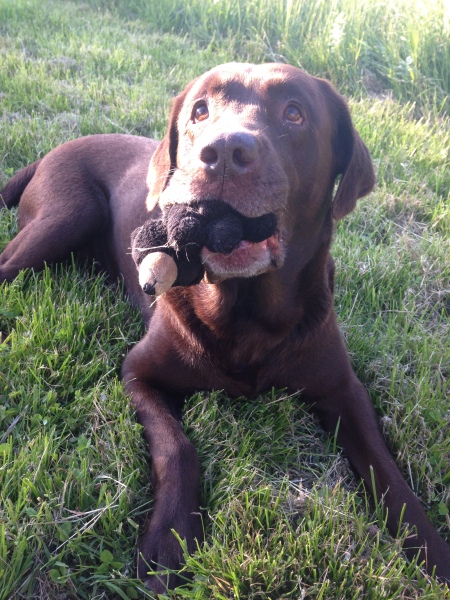 Tell me everything I need to know about Labradors please!