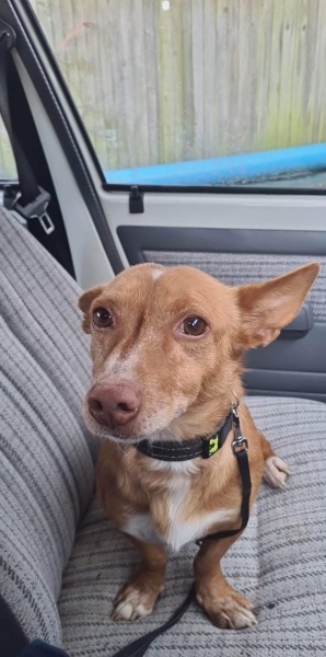 Rescue from Spain - success story 