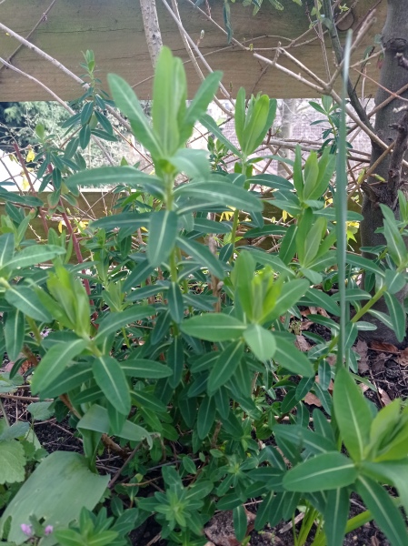Can anyone identify this plant for me? 