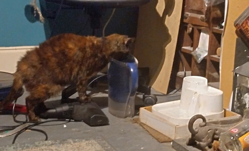 Hundreds of cats, thousands of cats, millions and billions and trillions of cats