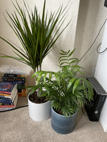 Indoor tree/tall plant