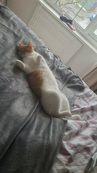 What has your experience of ginger  cats been ? 